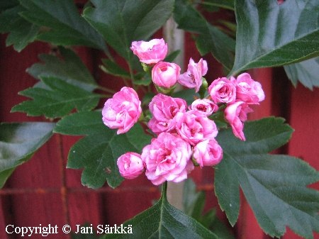 Crataegus x mordenensis 'Toba' - helmiorapihlaja - p&auml;rlhagtorn